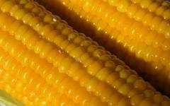 Как правильно варить кукурузу в початках с солью в кастрюле