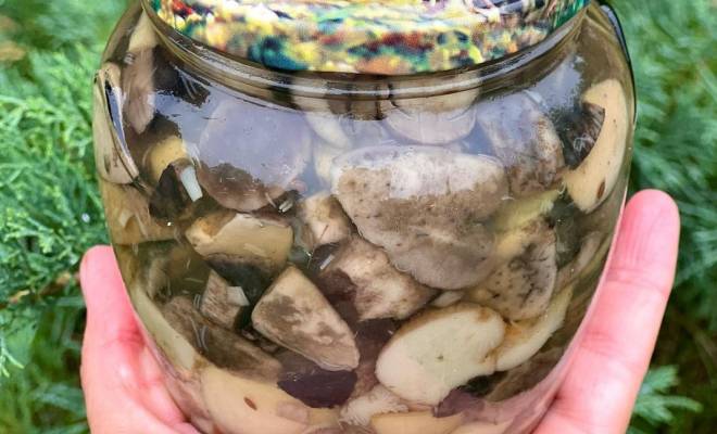 Маринованные грибы подосиновики на зиму в банках рецепт